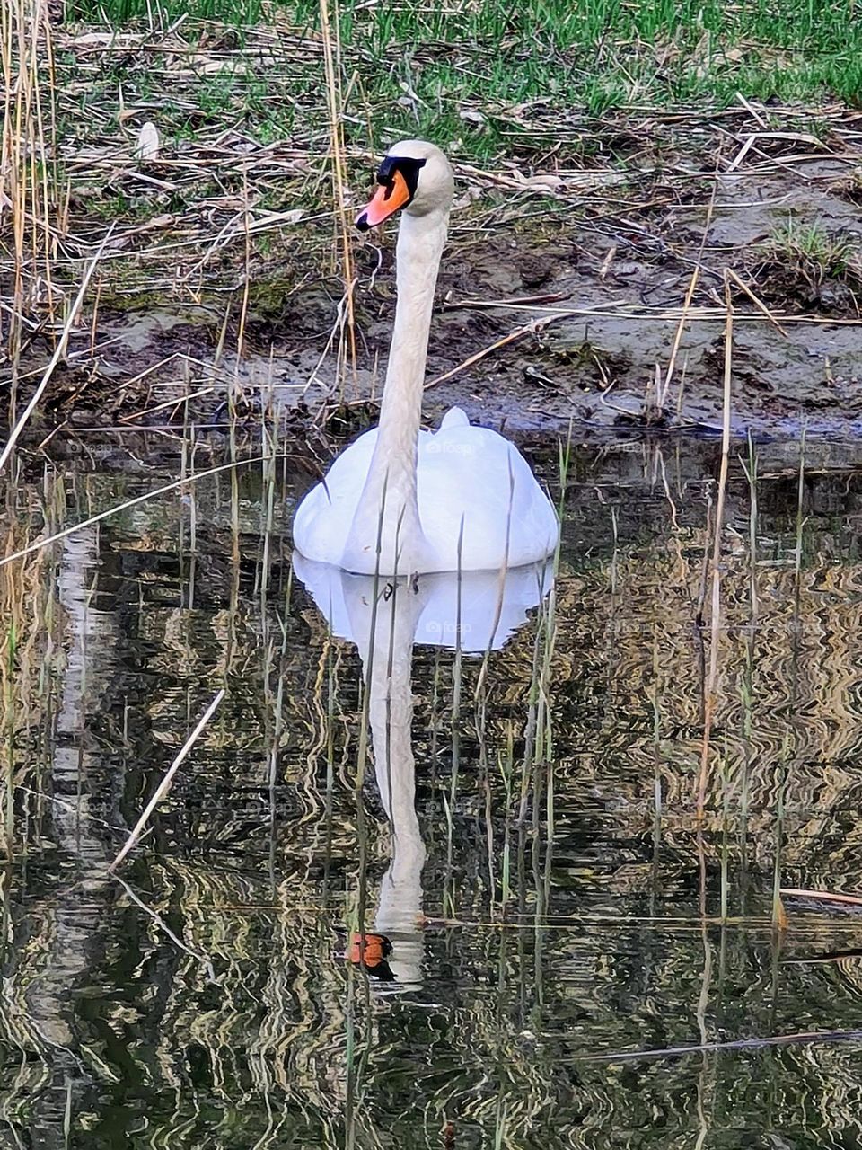 Beautiful white mute swan and his reflection in water close to the coast