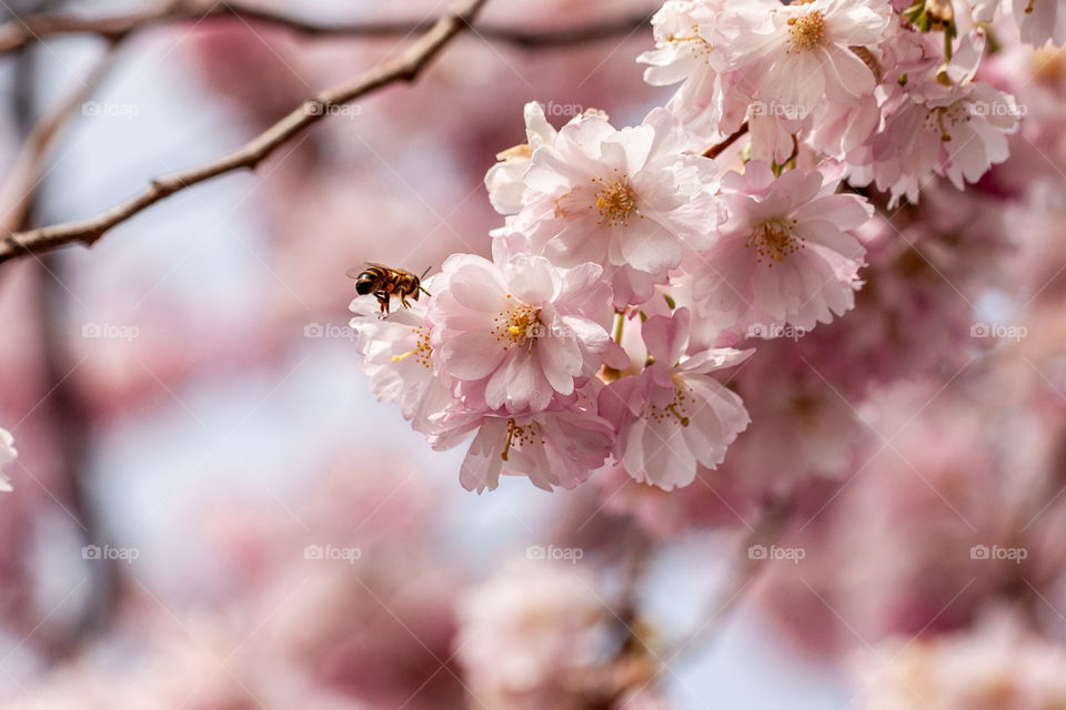 Close up of a bee pollinating Cherry blossoms