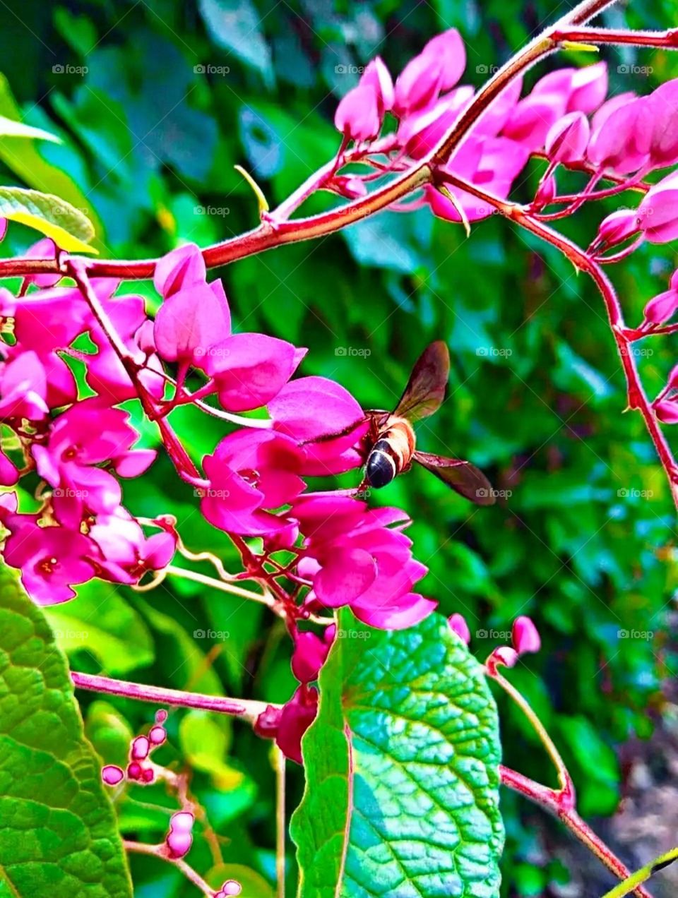most beautiful and attractive flowers in the garden.
