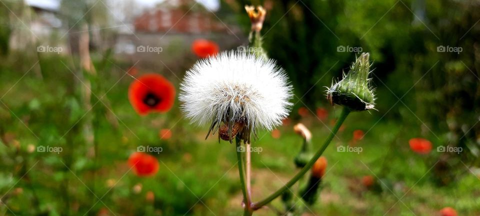 Dandelion