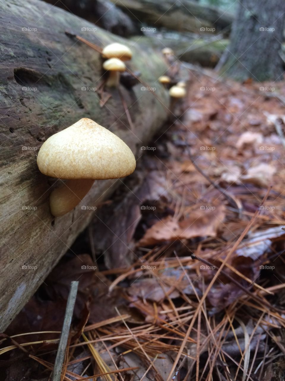 Mushrooms on a log 