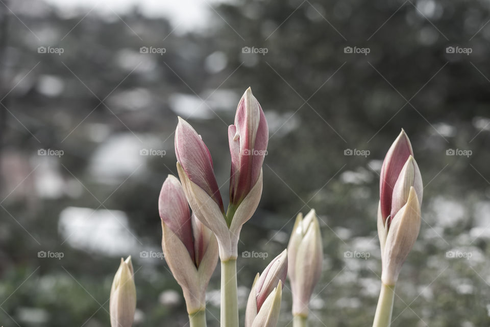 Beautiful easter lily buds