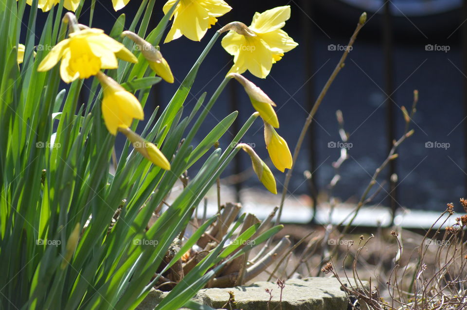 Early sings of Spring-photo taken the first calendar day of spring