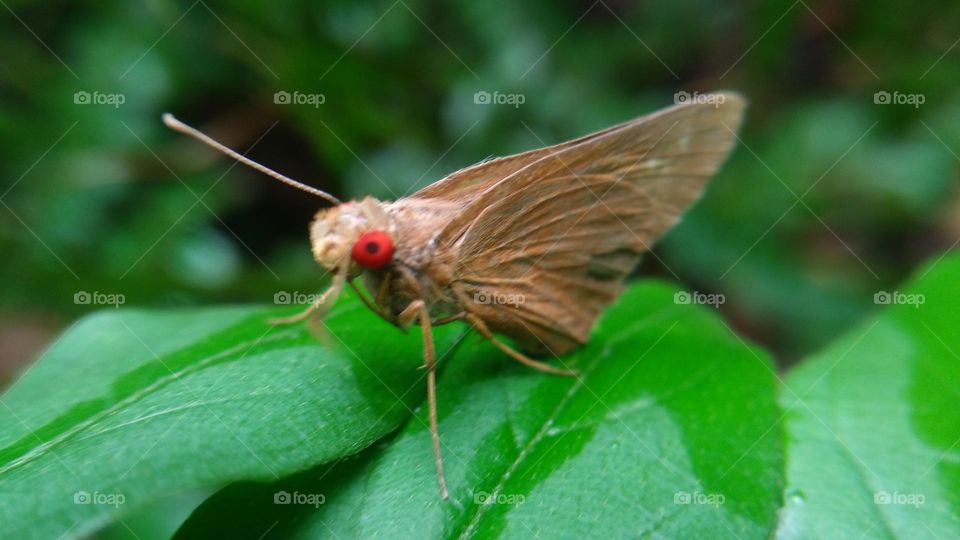 A beautiful butterfly with red eyes perched on a leaf
