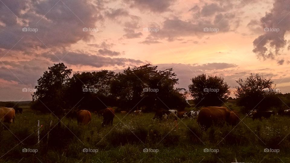 Grazing Gals (Dairy Cows in Pasture)