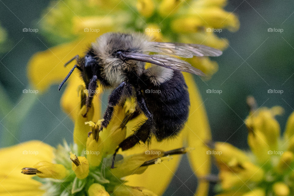 a working bee