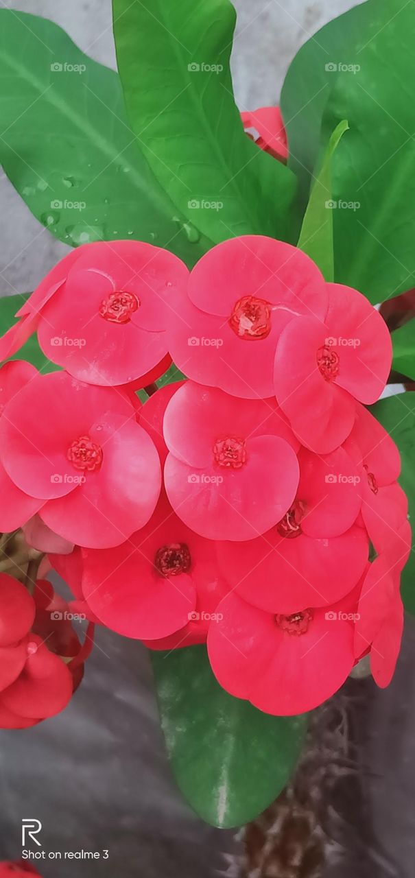 # redness of ❤️❤️❤️