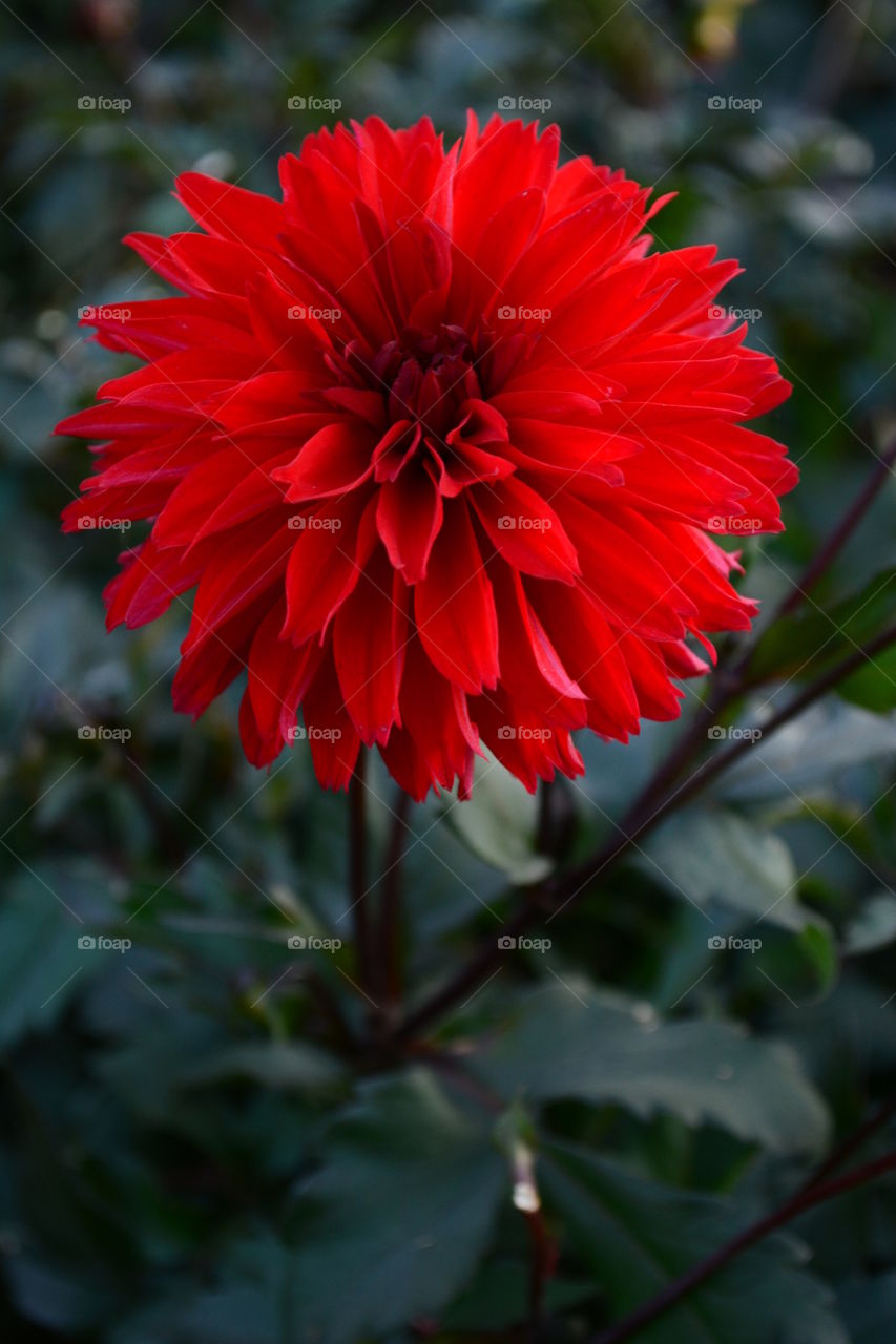Dahlia red bright