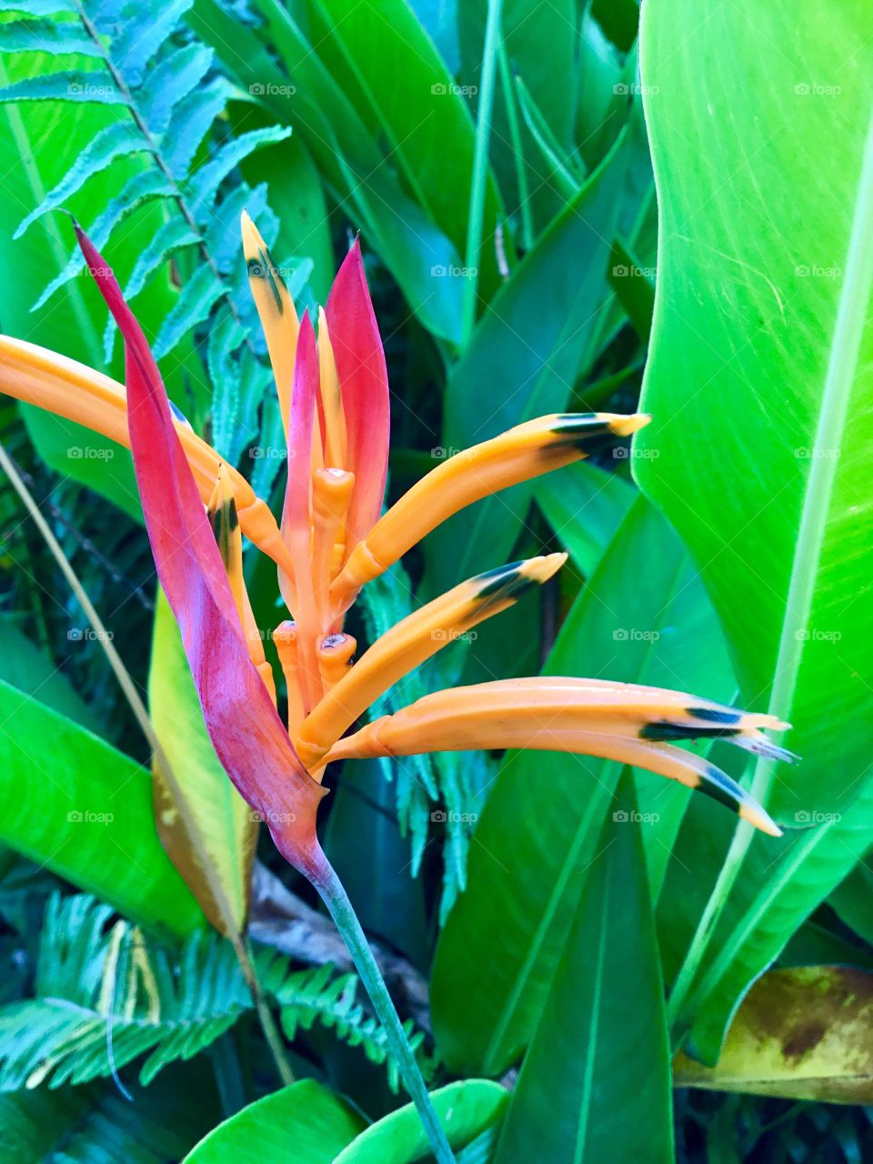 Strelitzia reginae – Bird of Paradise