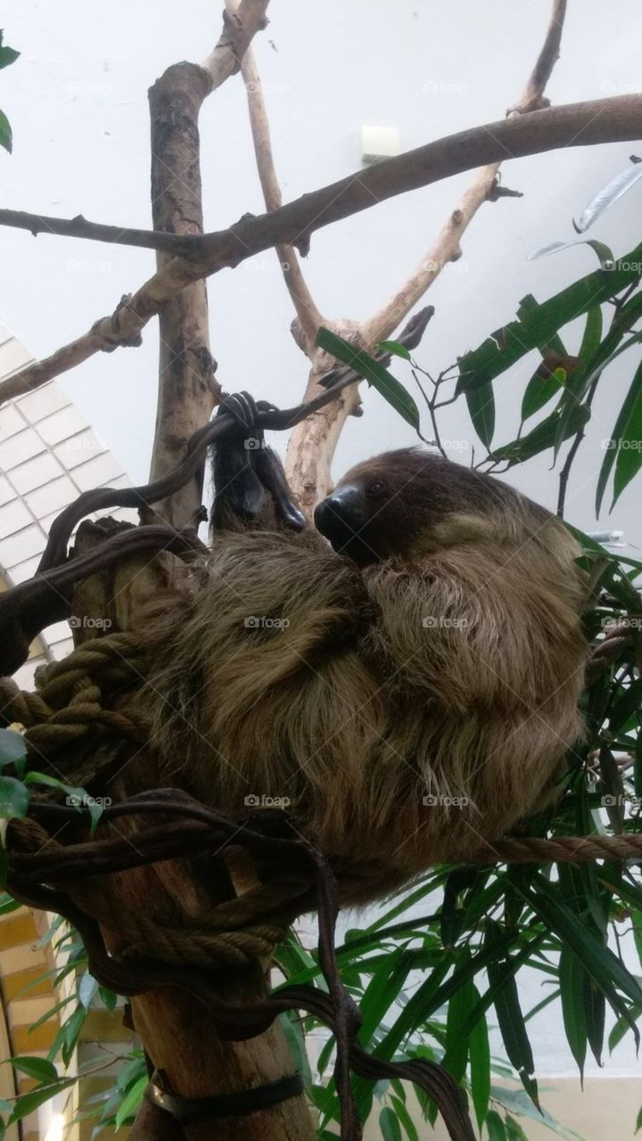 Sloth