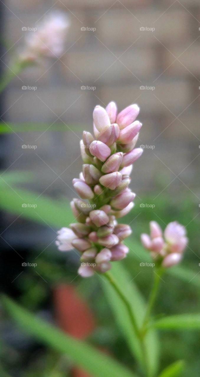pink flower bunch close up