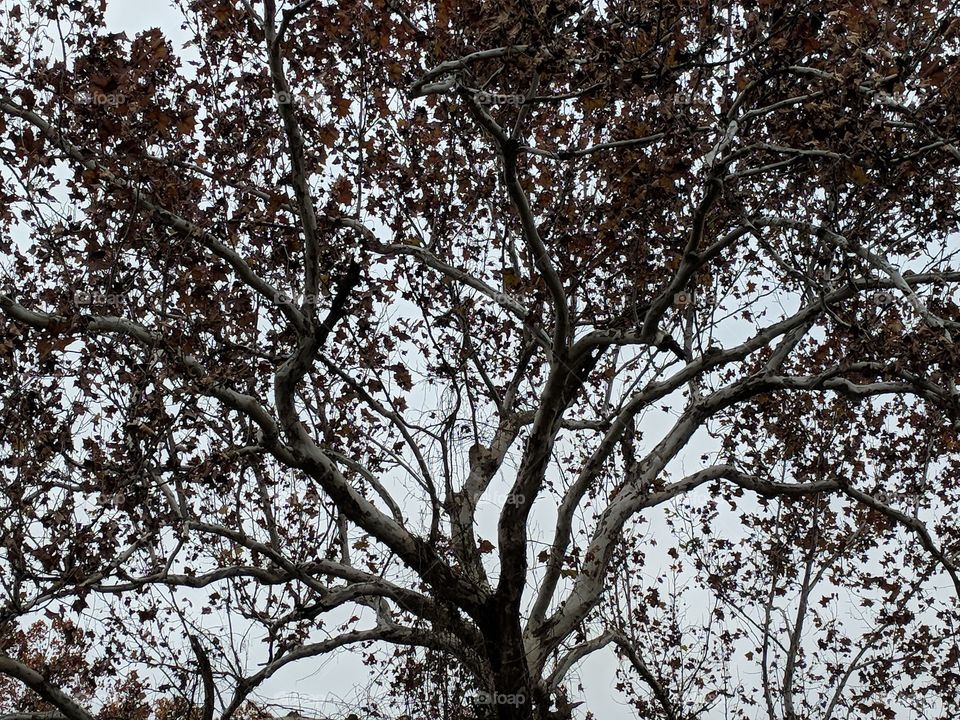 White branches autumn