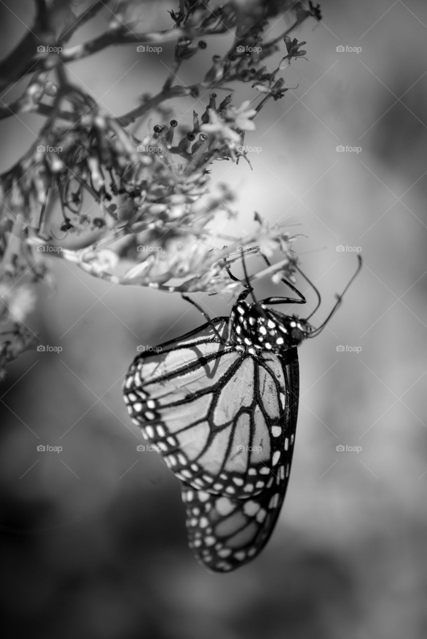 Black and white butterfly 