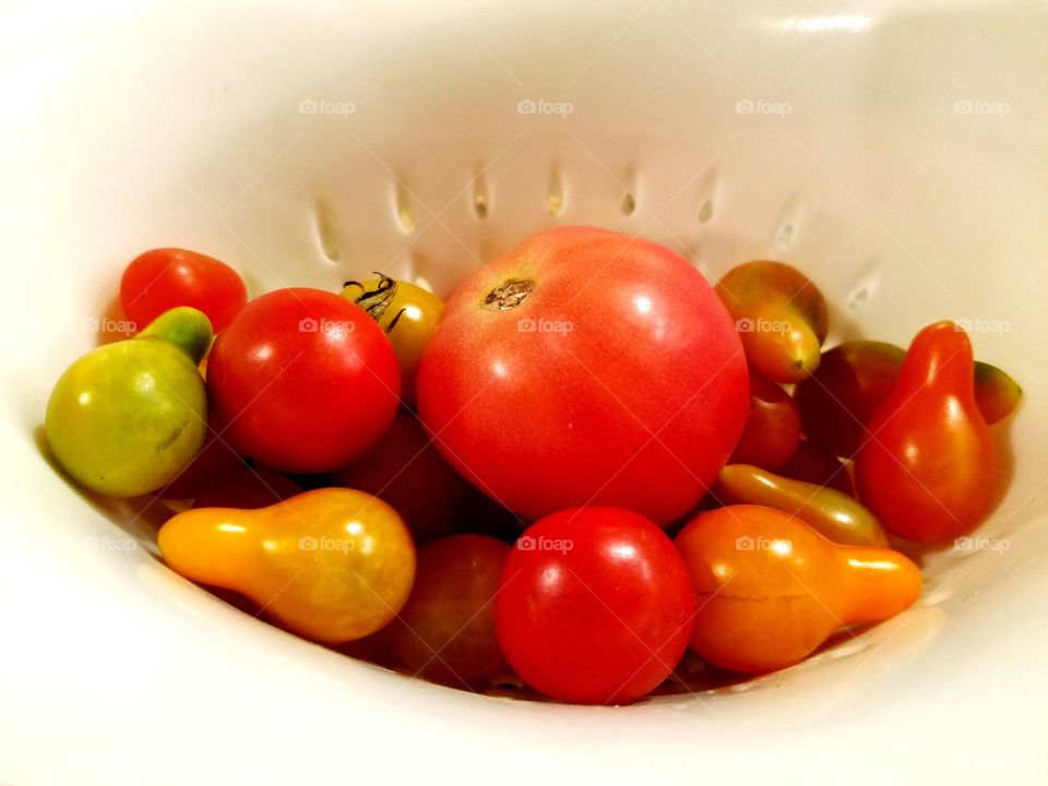 Tomato Harvest