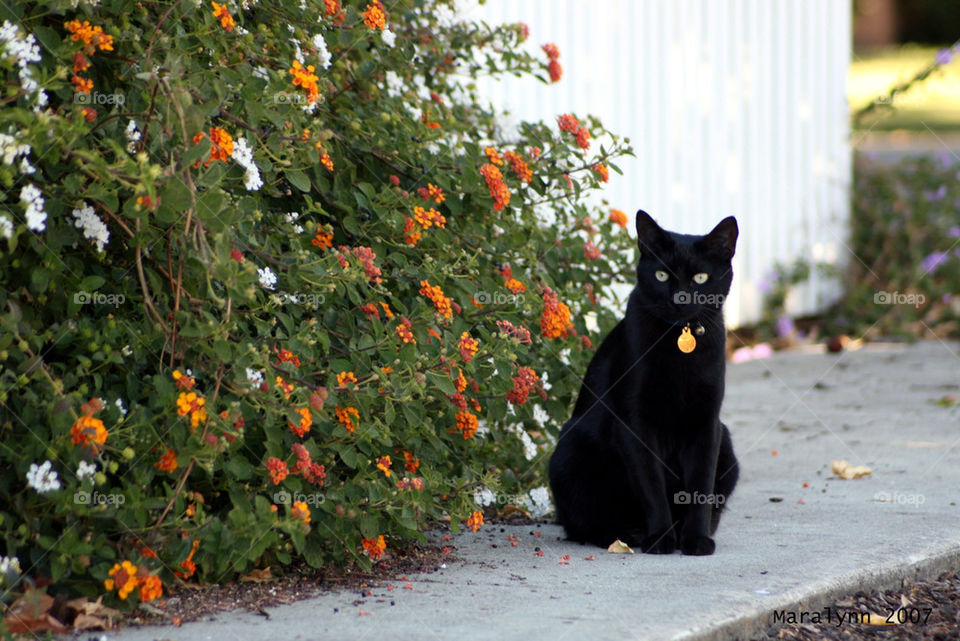 flowers black cat animals by martini