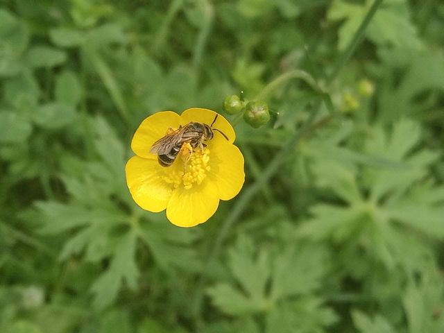 Yellow flower