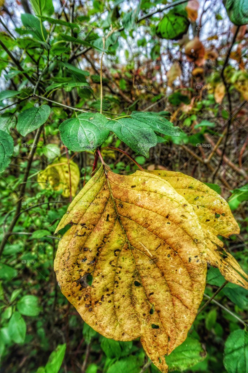 Autumn Closeup