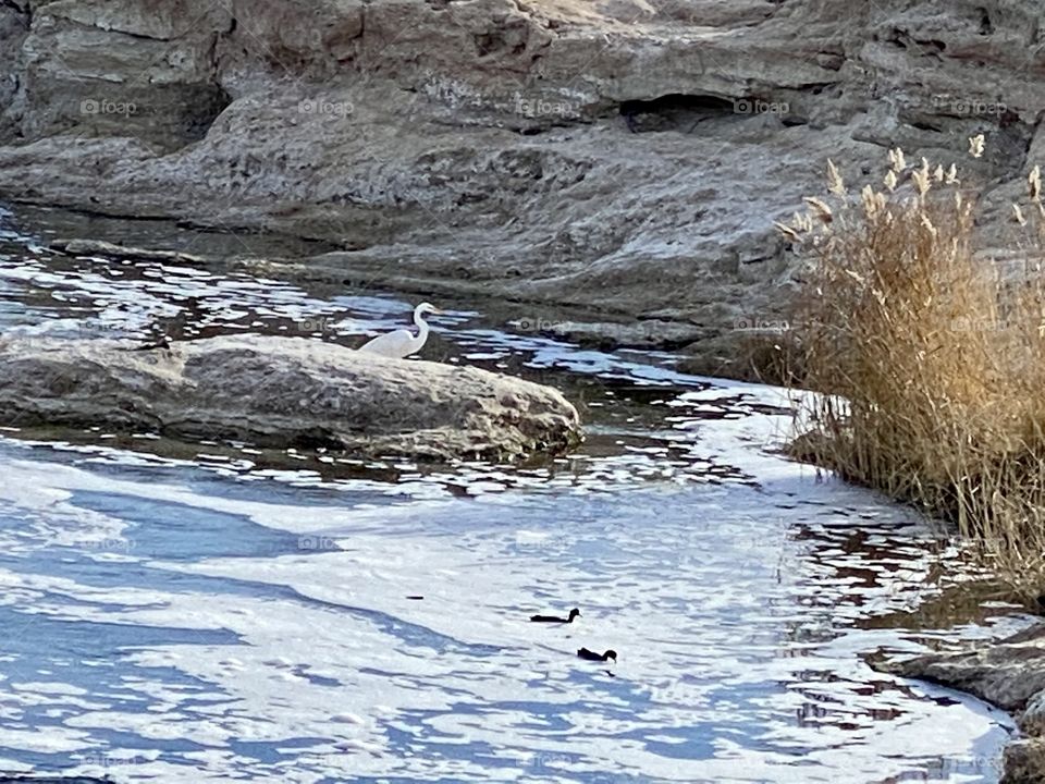 Great Egret on the river