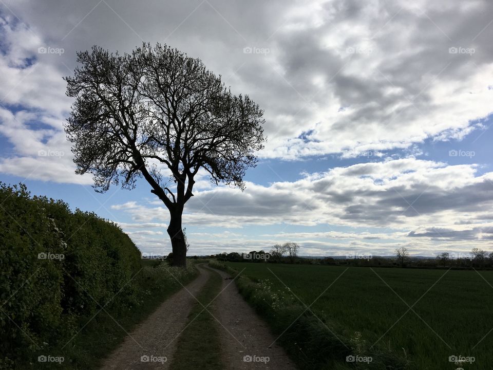 Lonesome tree on a bridle path ... 🇬🇧England May 2020 