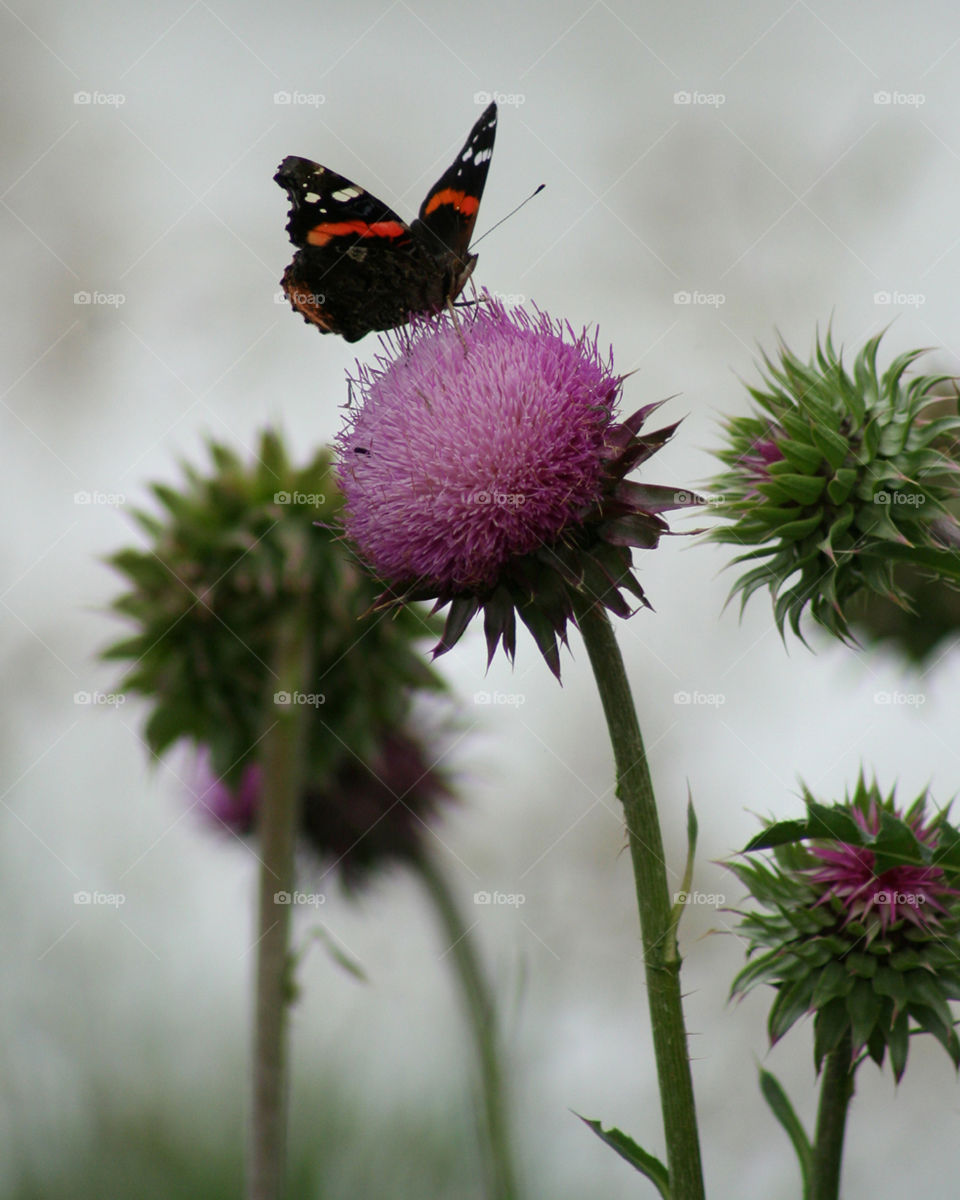 Thistle and Butterfly 