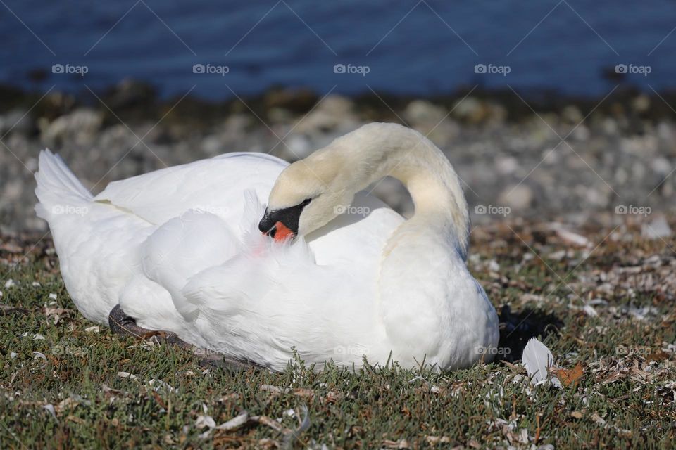 White swan on the shore