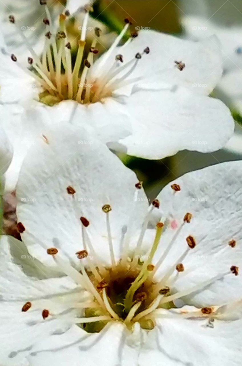 Spring is here & the Washington Hawthorne Tree is in bloom with its delicate flowers and sharp thorns. Flower pic is taken close up & in great detail.