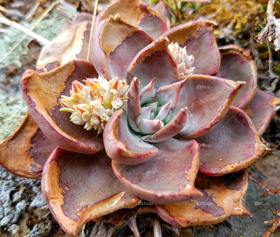 Sierra succulent