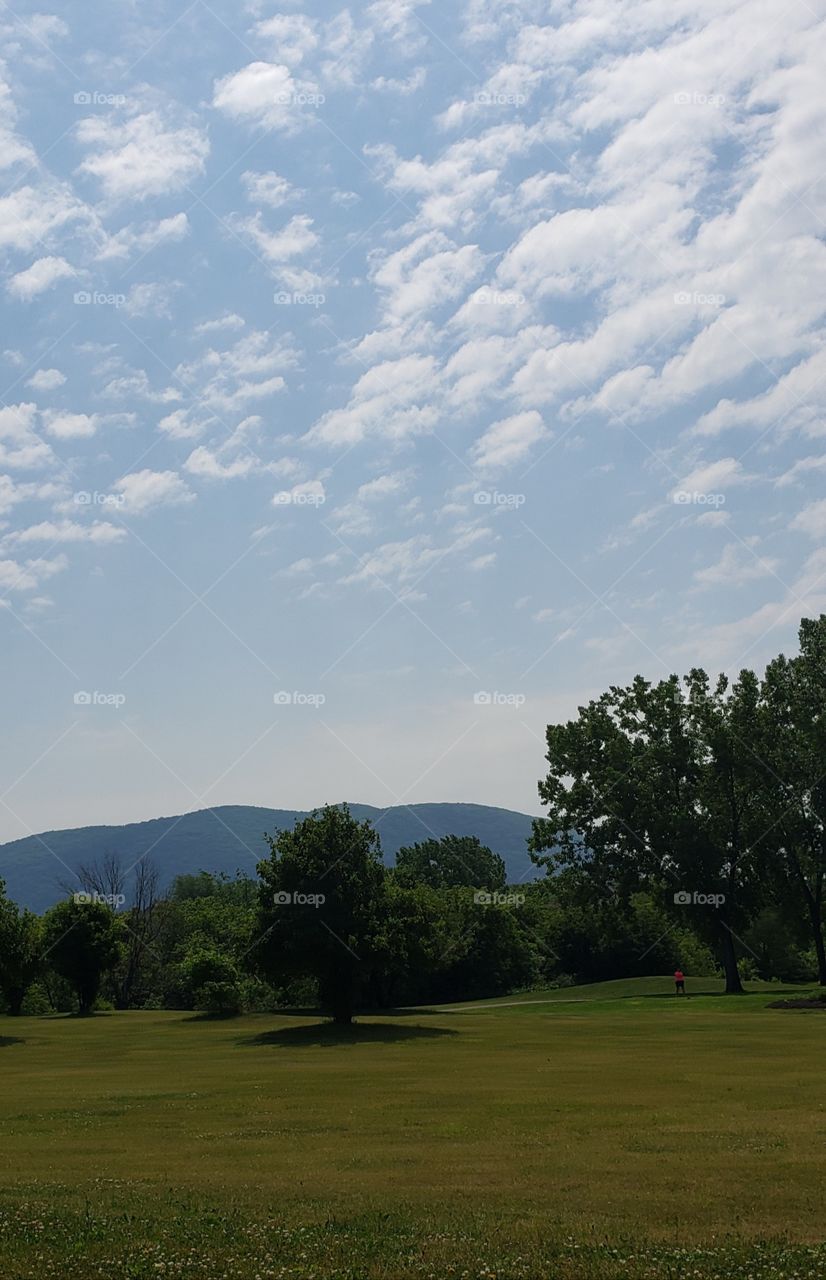 “Forest”. Voila!