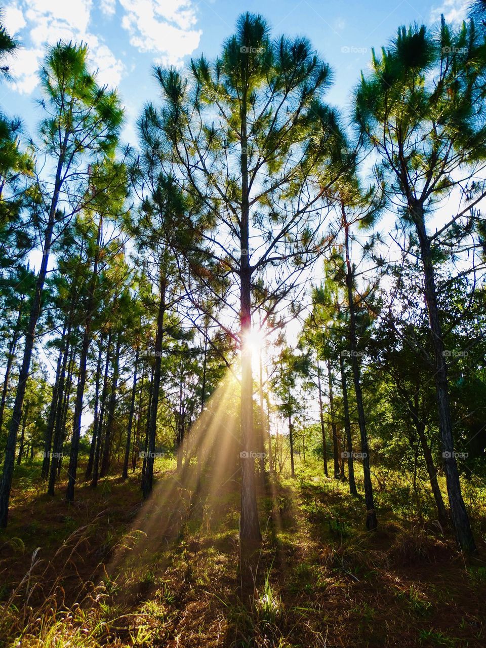 Golden beams shine through the trees