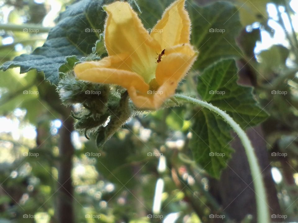 flower with ain't inside