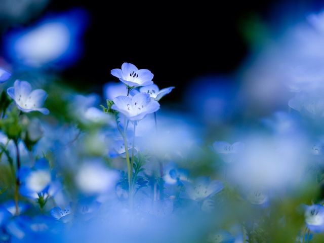 Blue flowers