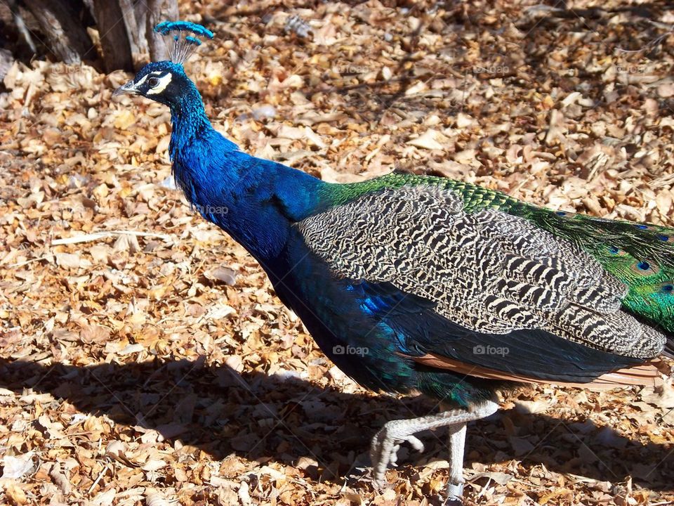 beautiful peacock