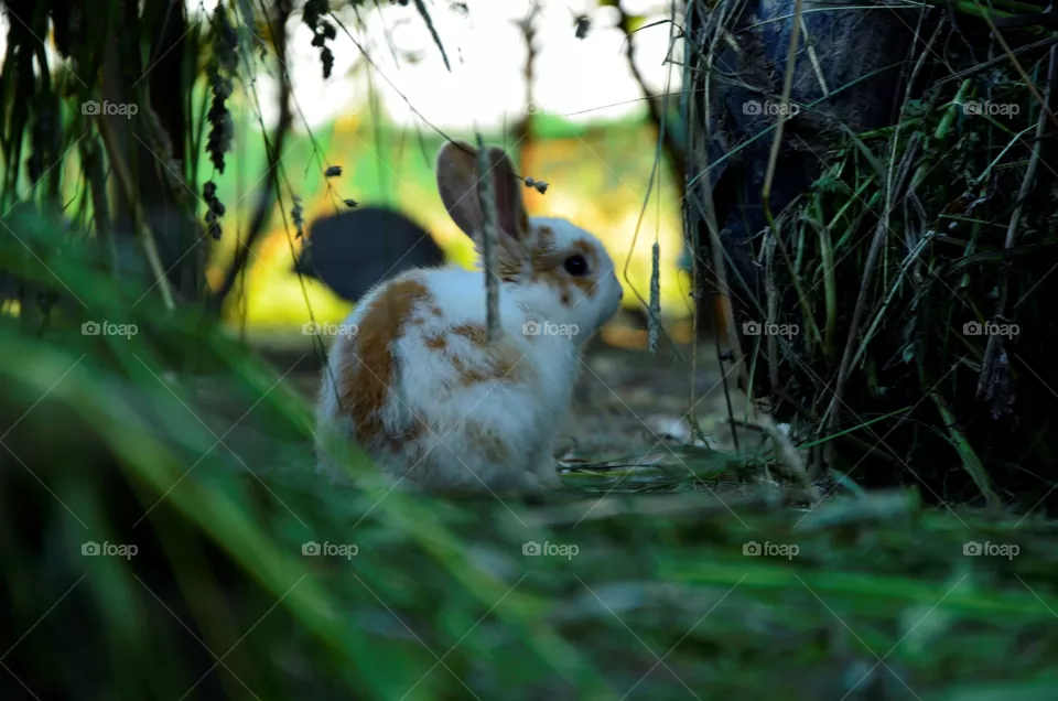 animal