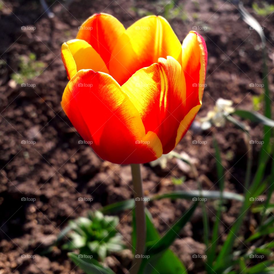 tulip