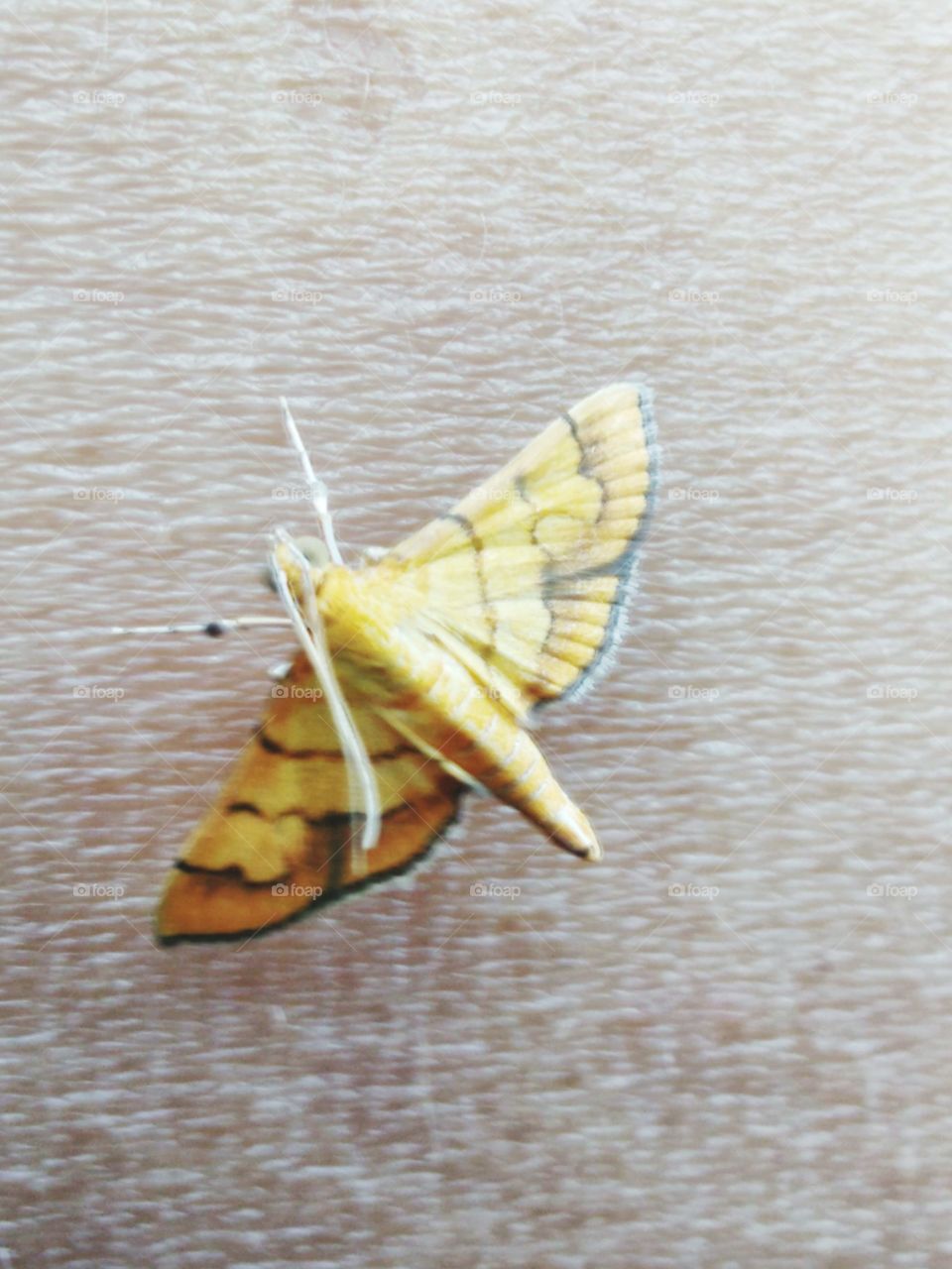 A gold butterfly perched on the skin of the hand
