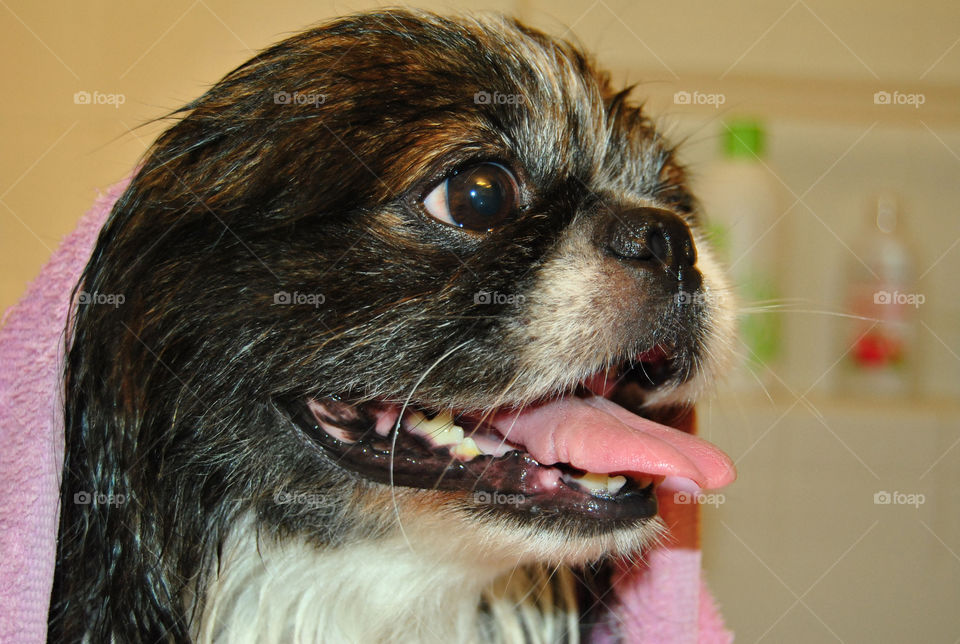 Pekingese dog getting a refreshing bath, towel on head