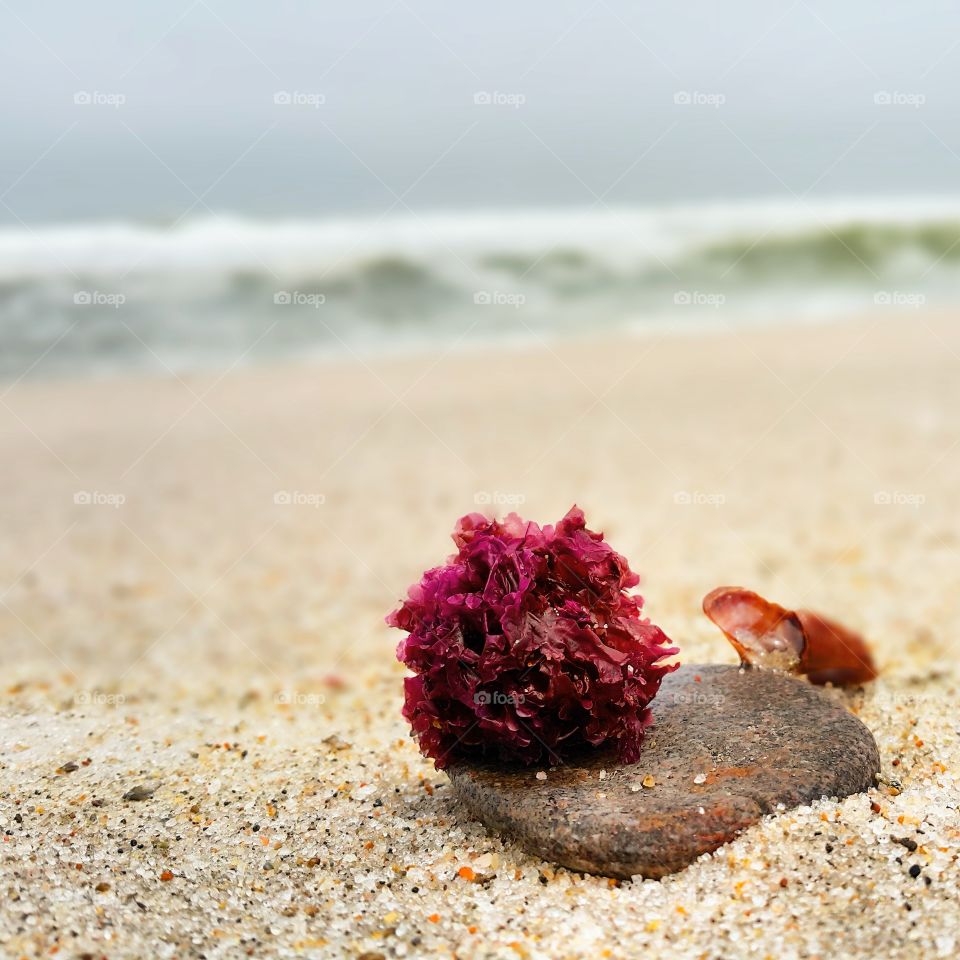 seaweed art. seaweed on a rock on the beach