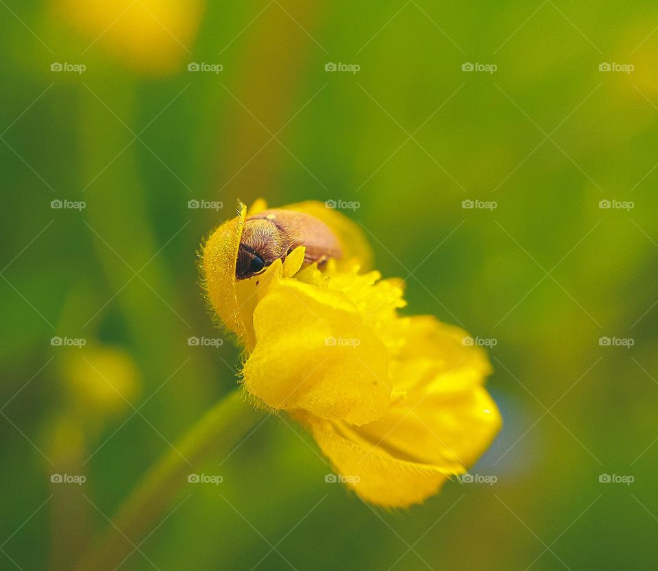 Macro photo of an insect that looks like under a flower