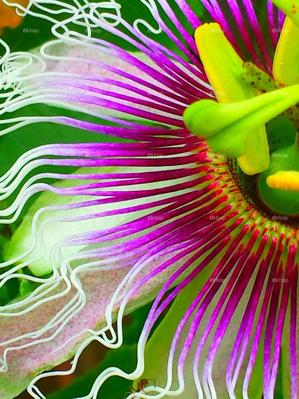 "Pink Passion Flower"