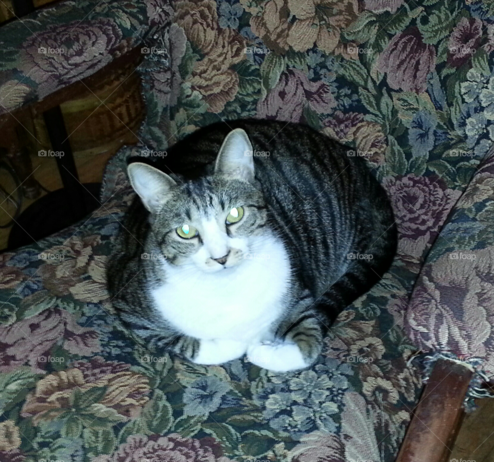 tabby cat on tapestry chair