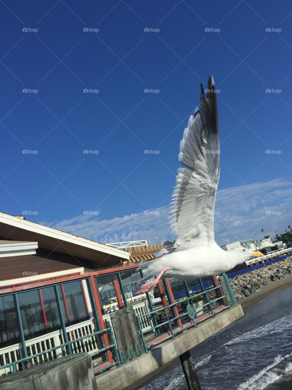 Sea gull photo bomber 