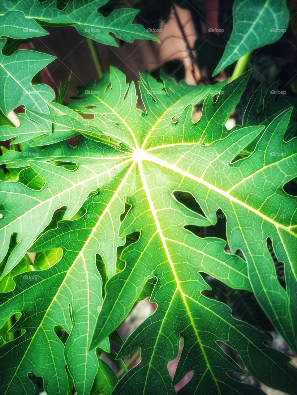 beautiful leaf of Papaya Tree