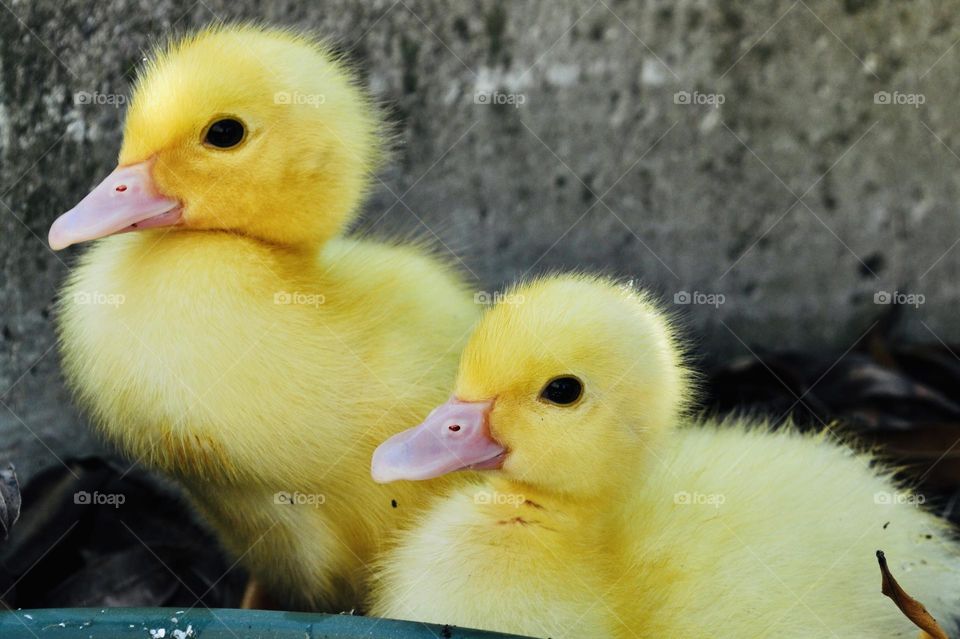 Couple of cute fluffy yellow newborn ducklings, spring time 