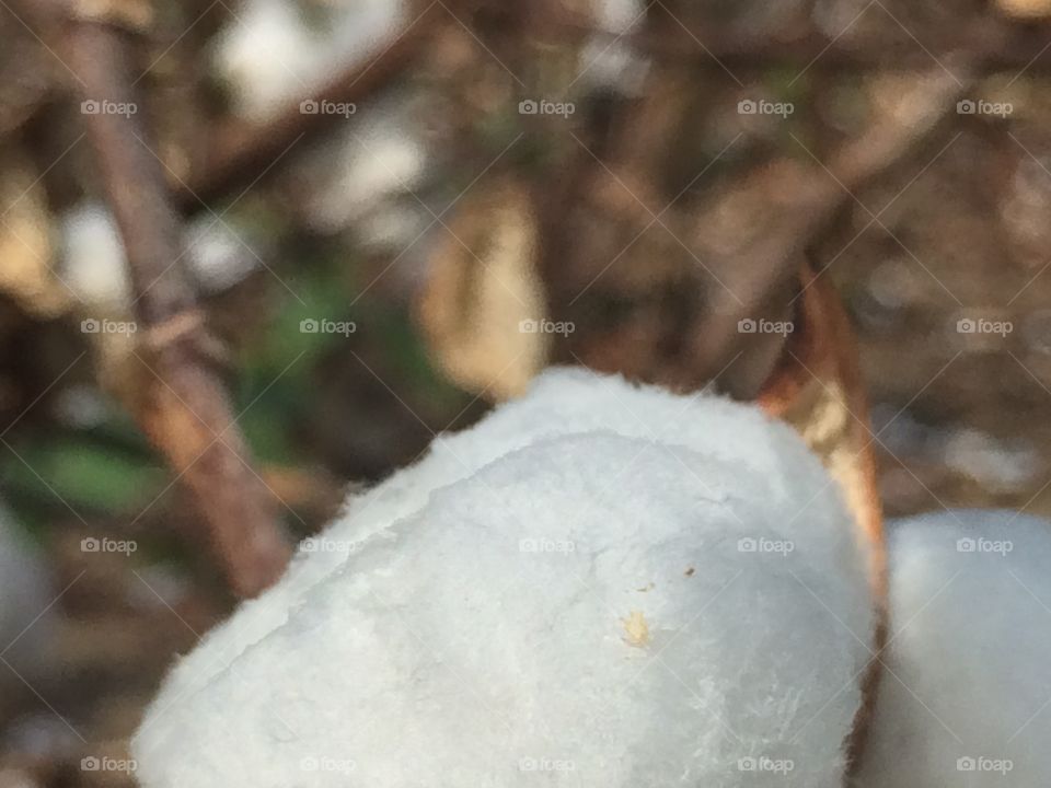 Cotton macro 