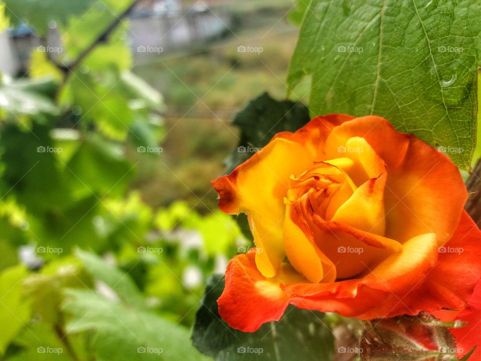 Amazing rose!