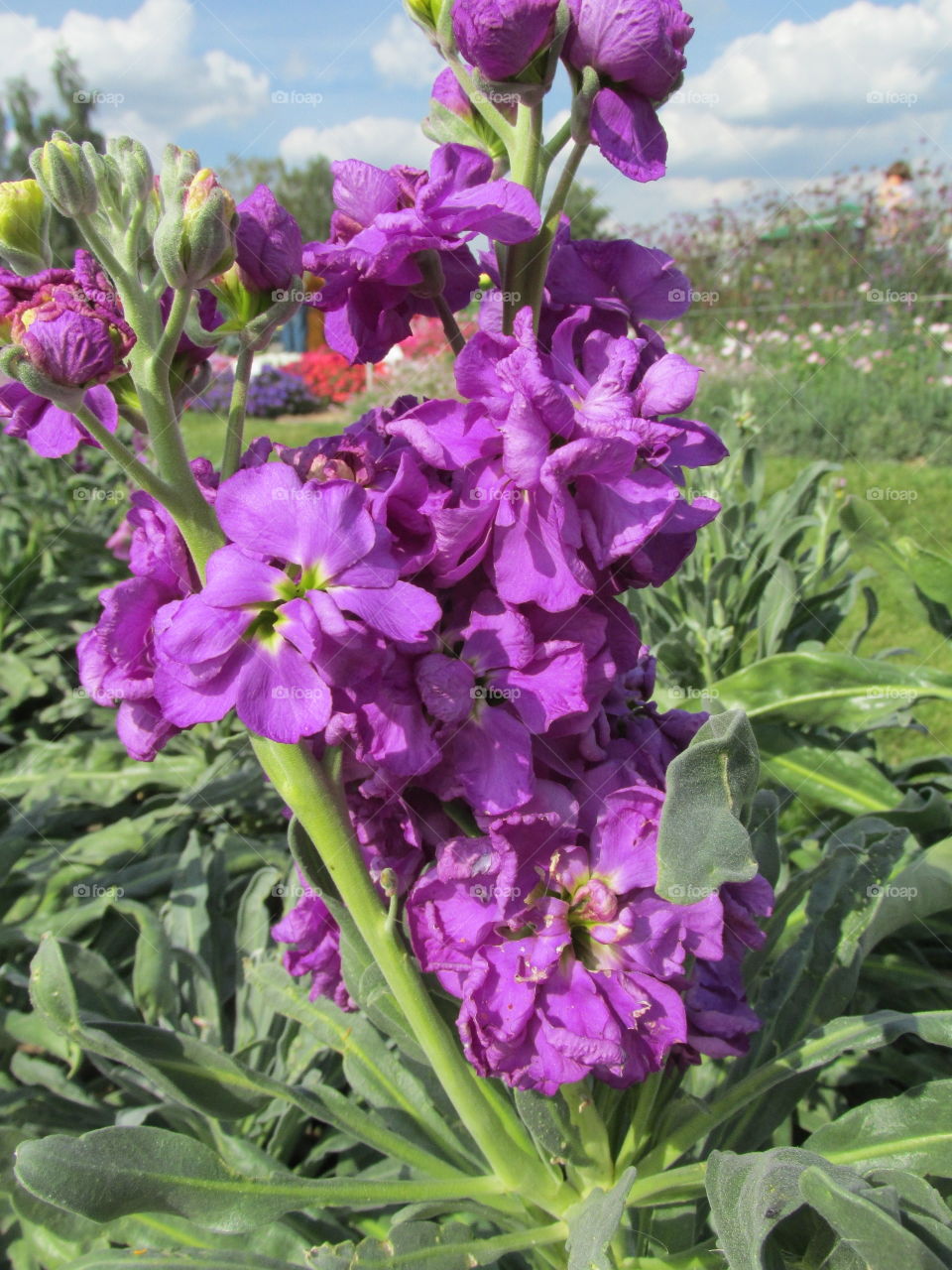 beautiful flowers in the garden