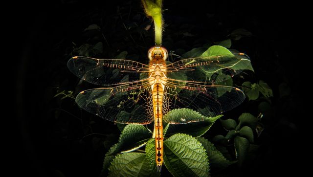 Dragonfly