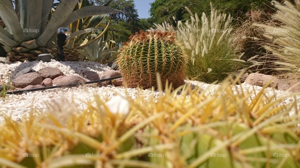 cactus