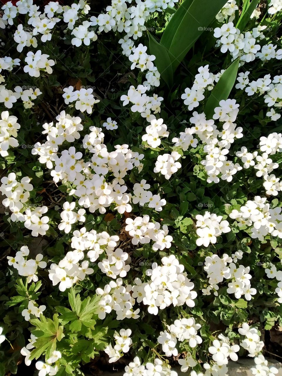 White flowers
