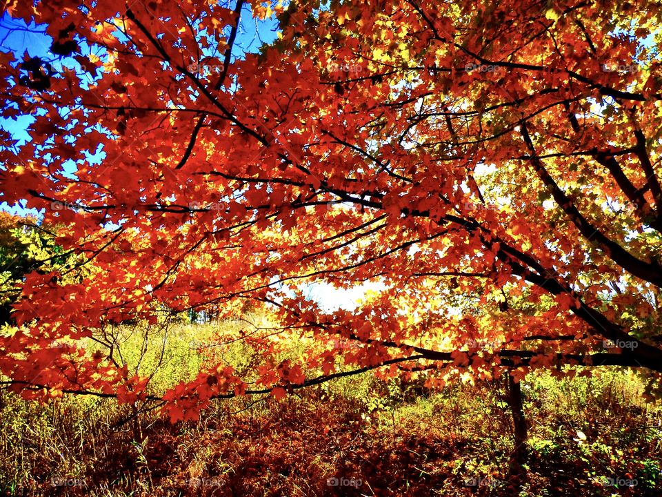 Colorful fall in the park in Indiana 